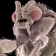 Illustration for article titled The Tongue Of The Dung Fly Speaks Volumes